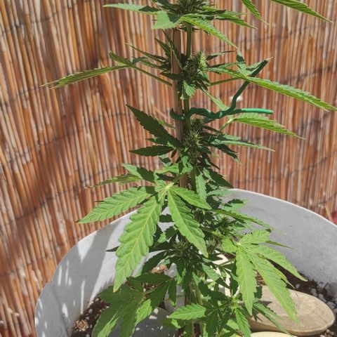 Critical auto (alicante) growlog timeline photo