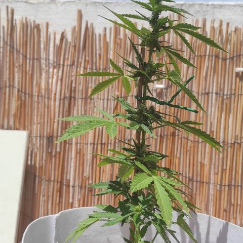 Critical auto (alicante) growlog timeline photo