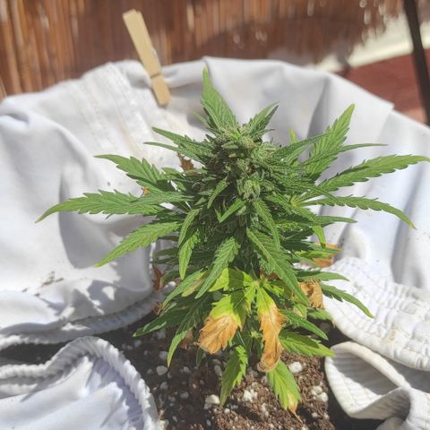Quick One (alicante) growlog timeline photo