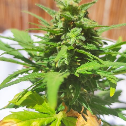 Quick One (alicante) growlog timeline photo