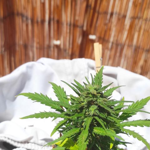 Quick One (alicante) growlog timeline photo