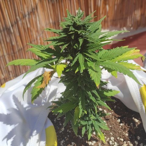Northern lights auto (alicante) growlog timeline photo