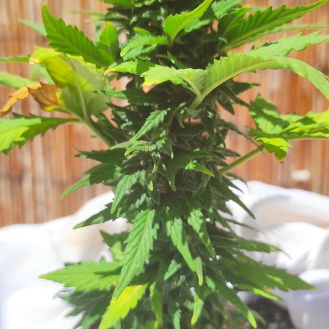Northern lights auto (alicante) growlog timeline photo