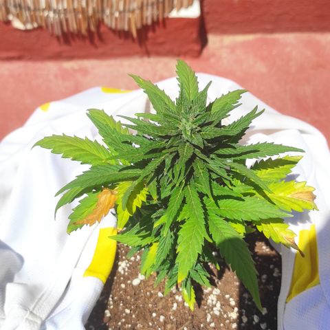 Northern lights auto (alicante) growlog timeline photo