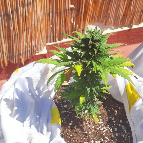 Northern lights auto (alicante) growlog timeline photo