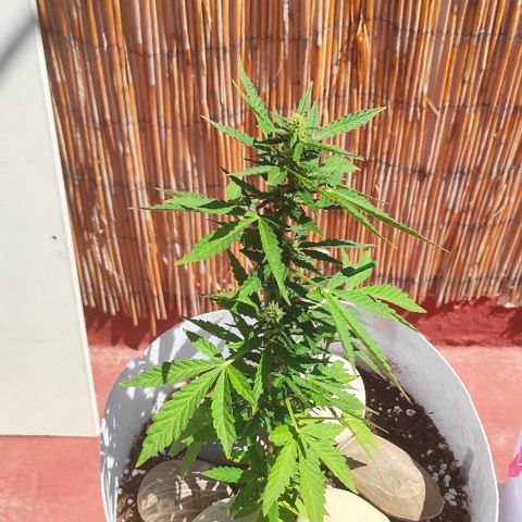 Critical auto (alicante) growlog timeline photo