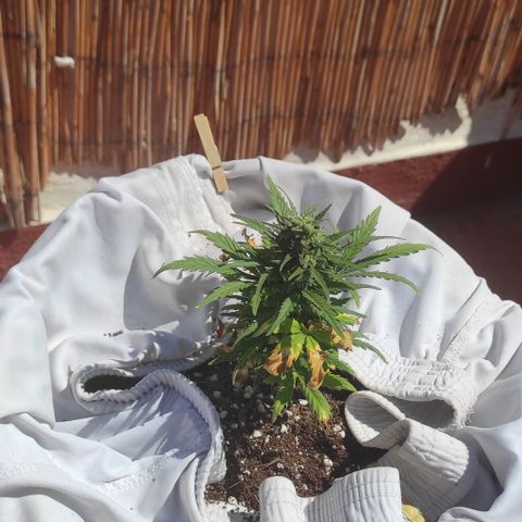 Quick One (alicante) growlog timeline photo