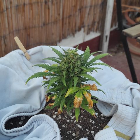 Quick One (alicante) growlog timeline photo