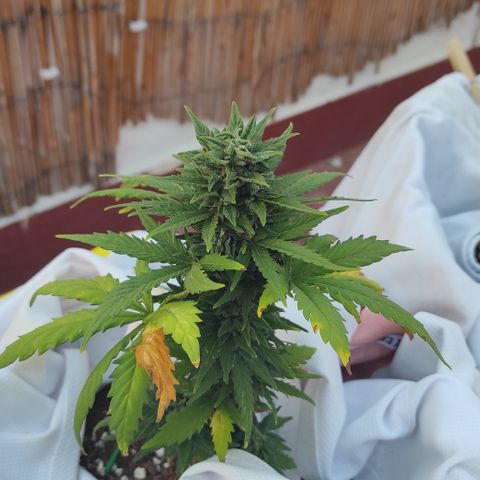 Northern lights auto (alicante) growlog timeline photo