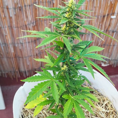 Critical auto (alicante) growlog timeline photo
