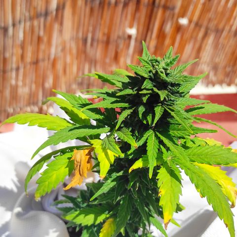 Northern lights auto (alicante) growlog timeline photo