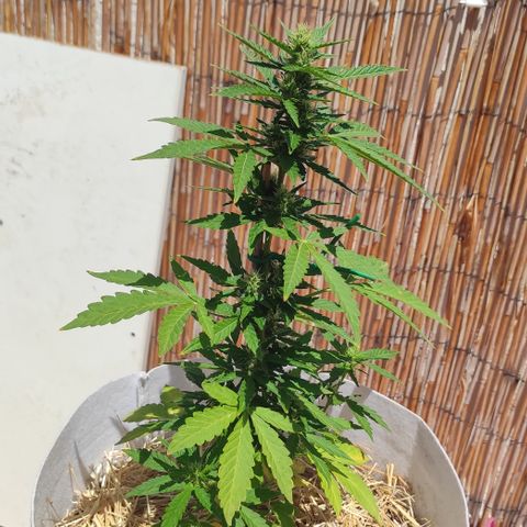 Critical auto (alicante) growlog timeline photo