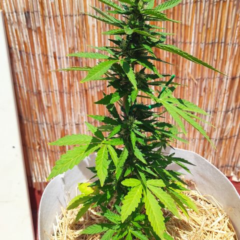 Critical auto (alicante) growlog timeline photo