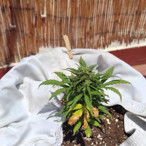 Quick One (alicante) growlog timeline photo