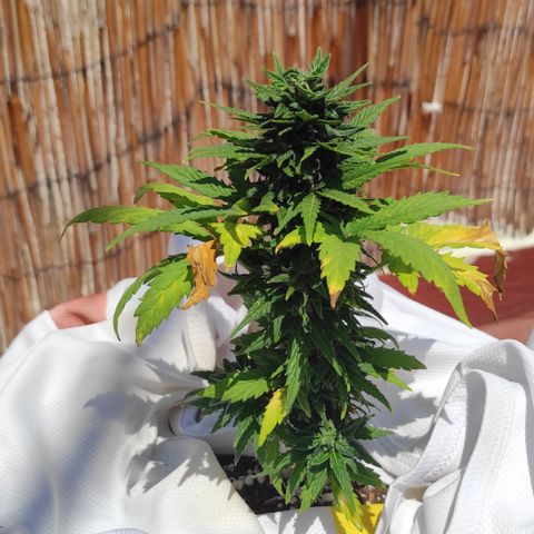 Northern lights auto (alicante) growlog timeline photo