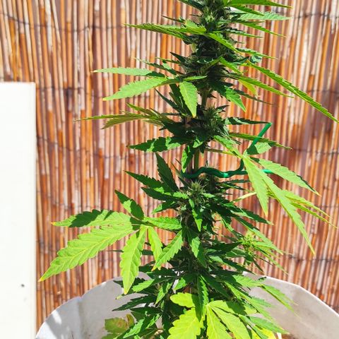 Critical auto (alicante) growlog timeline photo