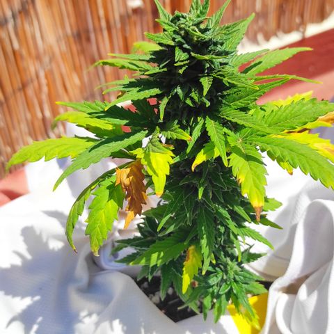 Northern lights auto (alicante) growlog timeline photo