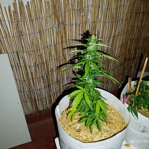 Critical auto (alicante) growlog timeline photo