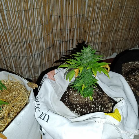 Northern lights auto (alicante) growlog timeline photo