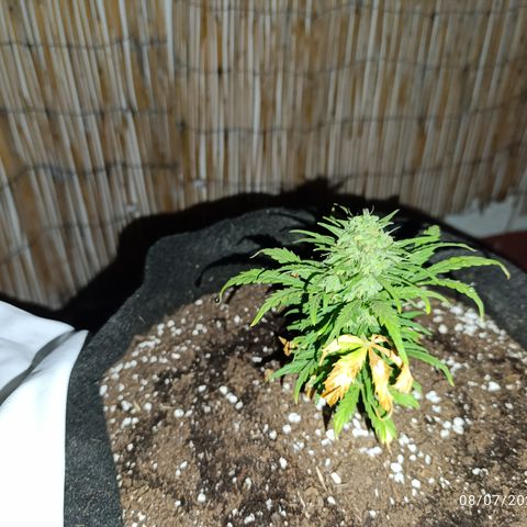 Quick One (alicante) growlog timeline photo