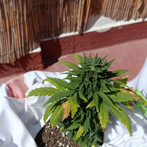 Northern lights auto (alicante) growlog timeline photo