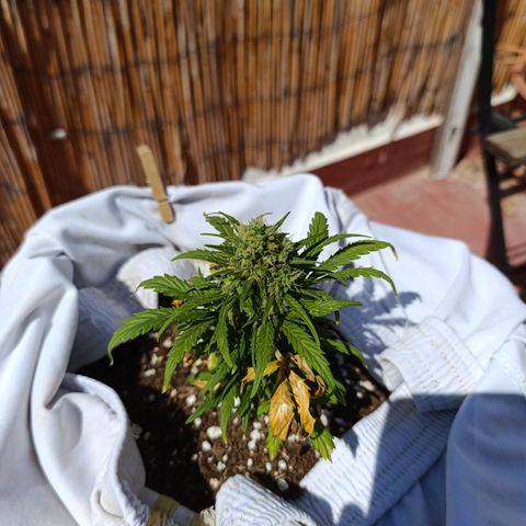 Quick One (alicante) growlog timeline photo