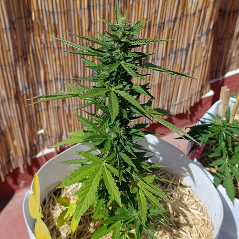 Critical auto (alicante) growlog timeline photo