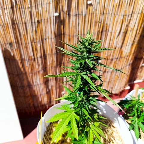 Critical auto (alicante) growlog timeline photo