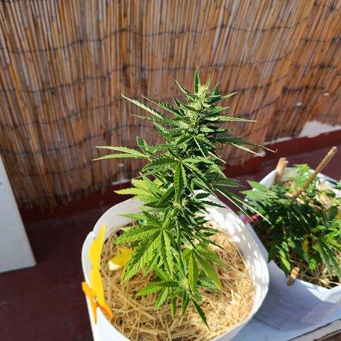 Critical auto (alicante) growlog timeline photo