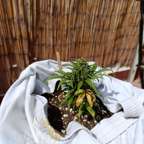 Quick One (alicante) growlog timeline photo