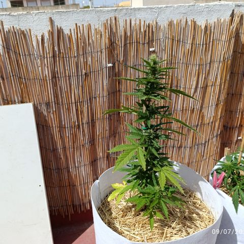 Critical auto (alicante) growlog timeline photo