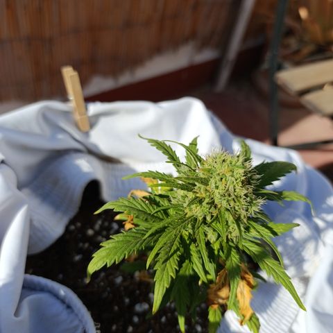 Quick One (alicante) growlog timeline photo