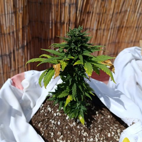 Northern lights auto (alicante) growlog timeline photo