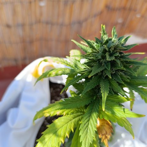 Northern lights auto (alicante) growlog timeline photo