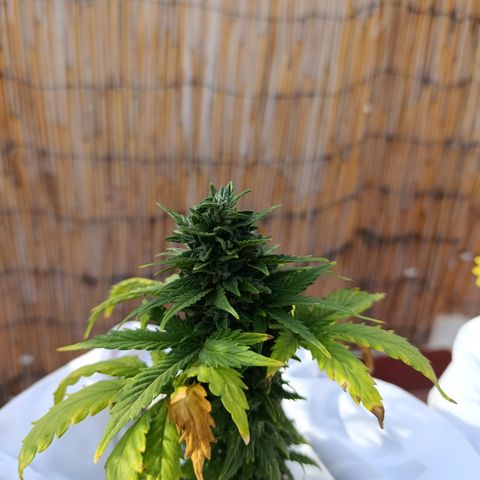 Northern lights auto (alicante) growlog timeline photo