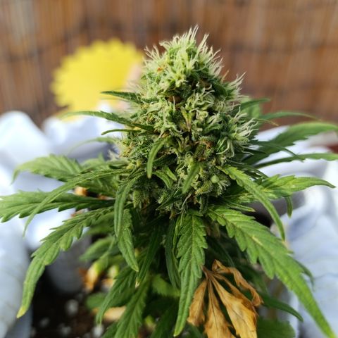 Quick One (alicante) growlog timeline photo