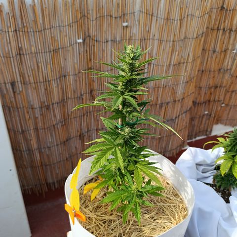 Critical auto (alicante) growlog timeline photo