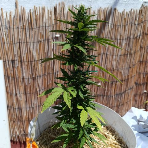Critical auto (alicante) growlog timeline photo