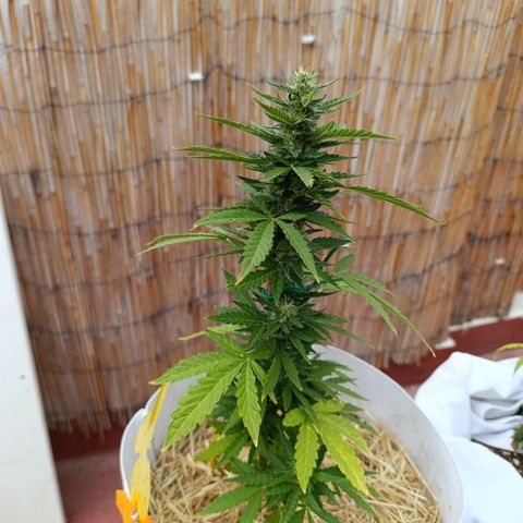 Critical auto (alicante) growlog timeline photo