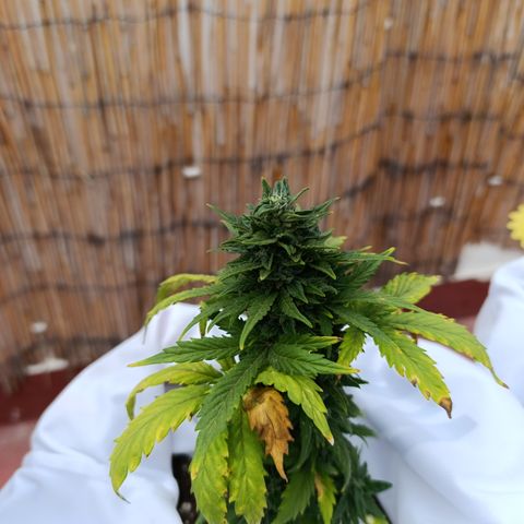 Northern lights auto (alicante) growlog timeline photo