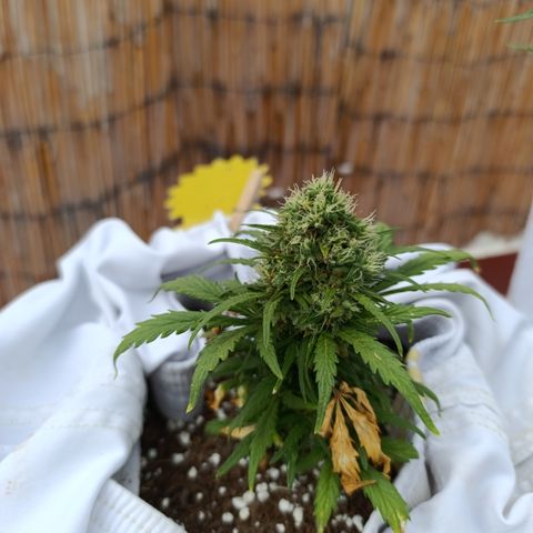 Quick One (alicante) growlog timeline photo