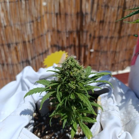 Quick One (alicante) growlog timeline photo