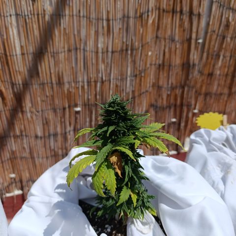 Northern lights auto (alicante) growlog timeline photo