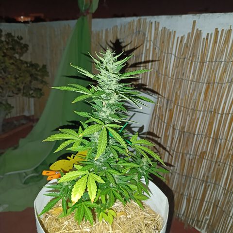 Critical auto (alicante) growlog timeline photo