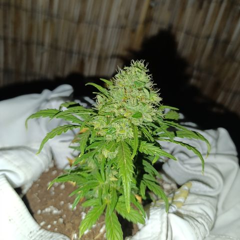 Quick One (alicante) growlog timeline photo