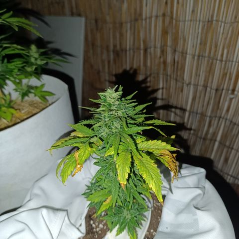 Northern lights auto (alicante) growlog timeline photo