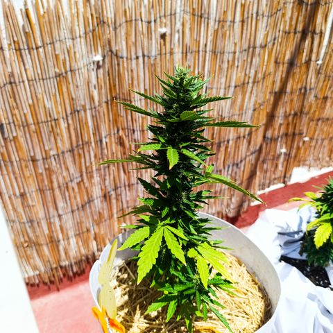 Critical auto (alicante) growlog timeline photo