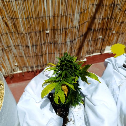 Northern lights auto (alicante) growlog timeline photo