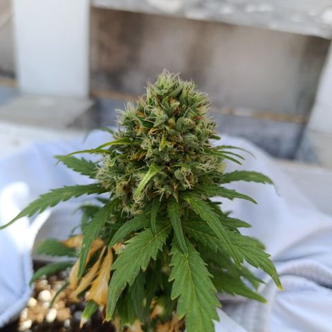 Quick One (alicante) growlog timeline photo