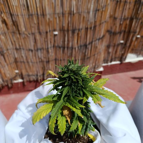 Northern lights auto (alicante) growlog timeline photo